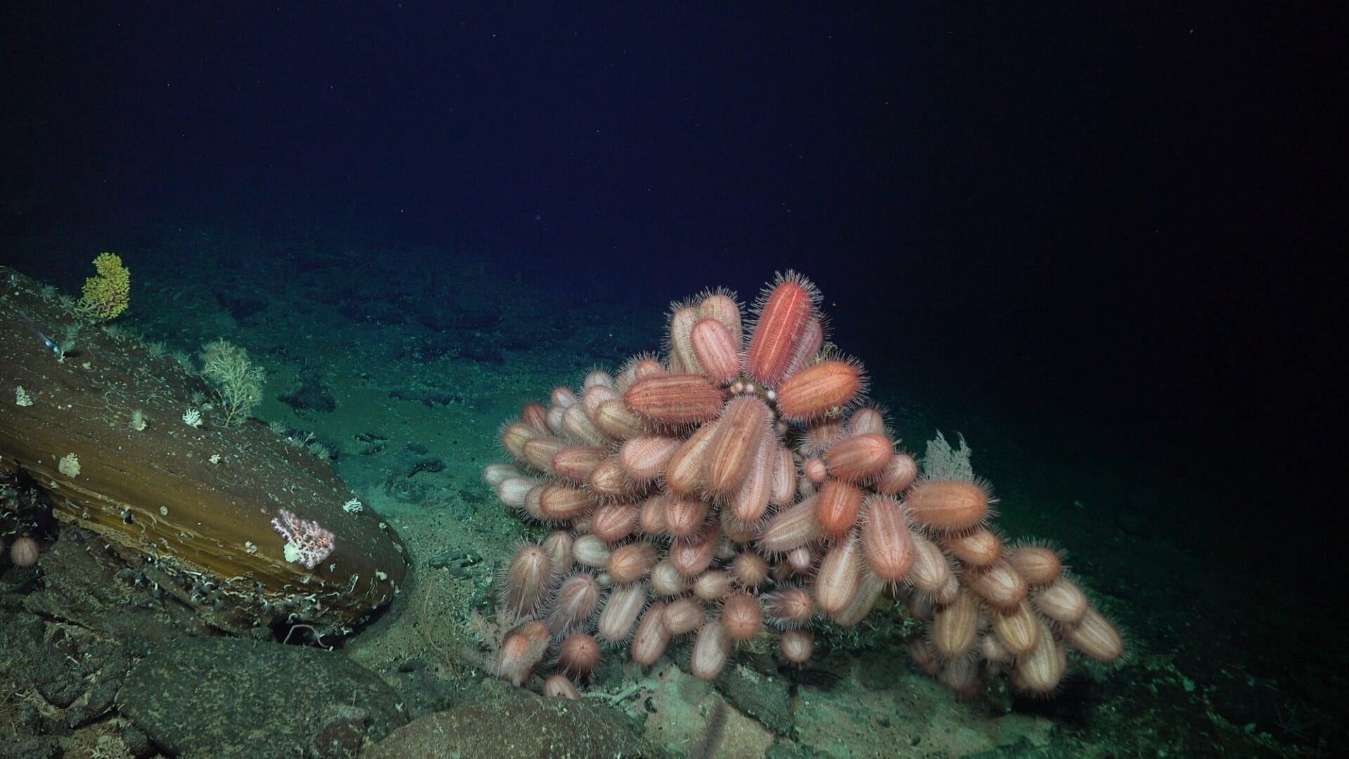 a cluster of pink and white sea urchins at the sea floor