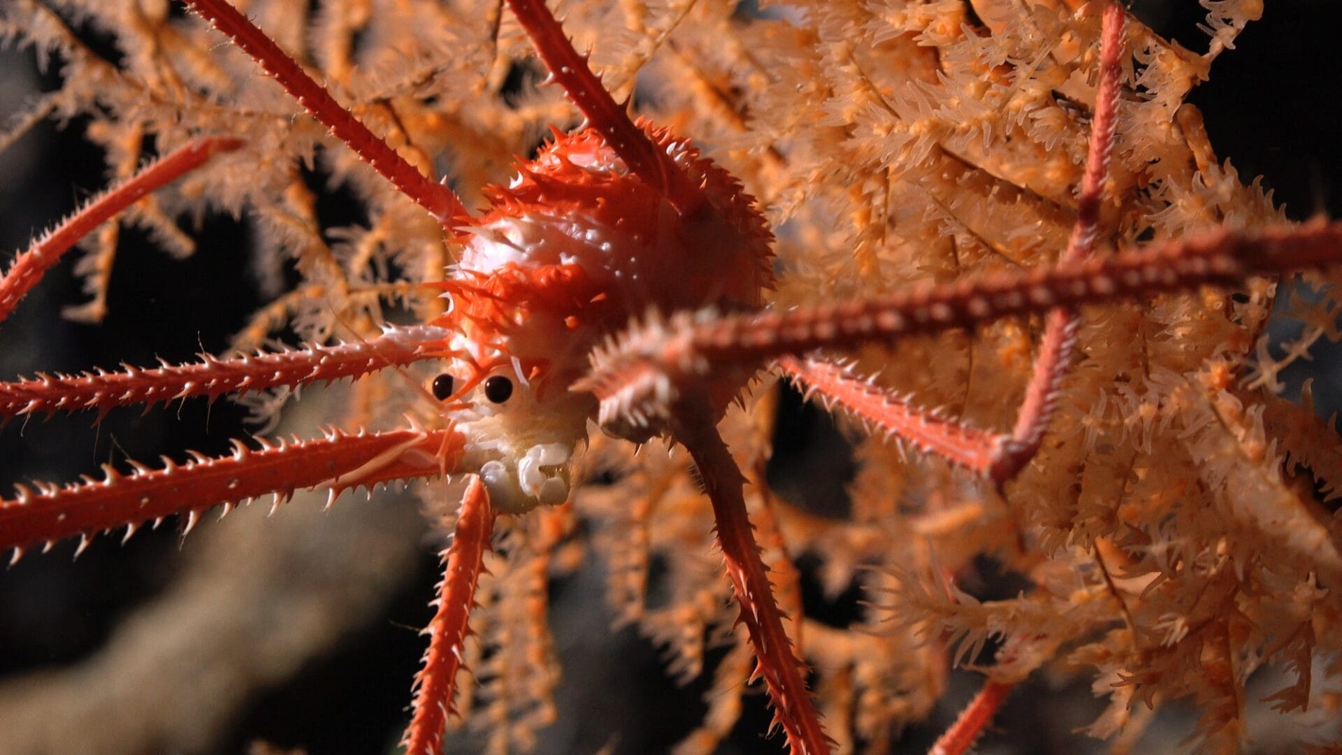 a spiny lobster in a coral