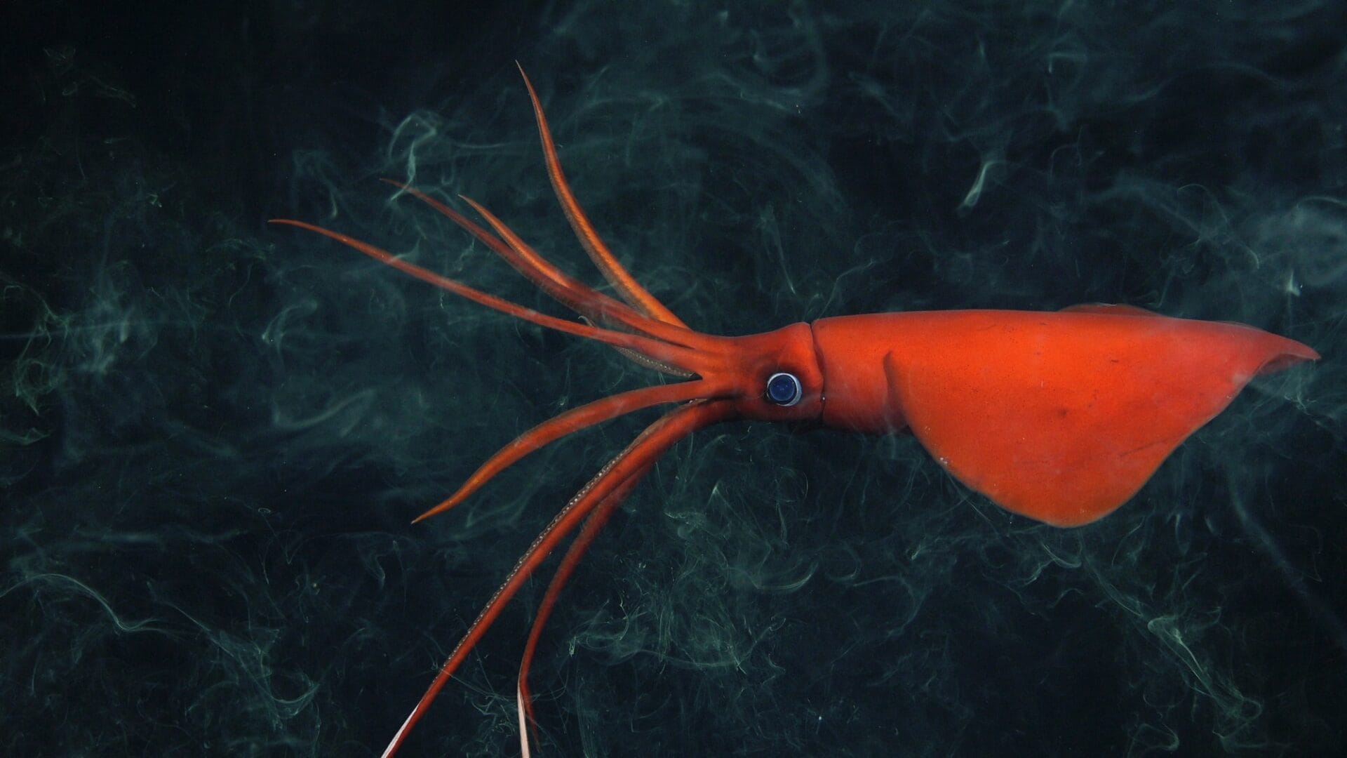 a reddish orange squid swims