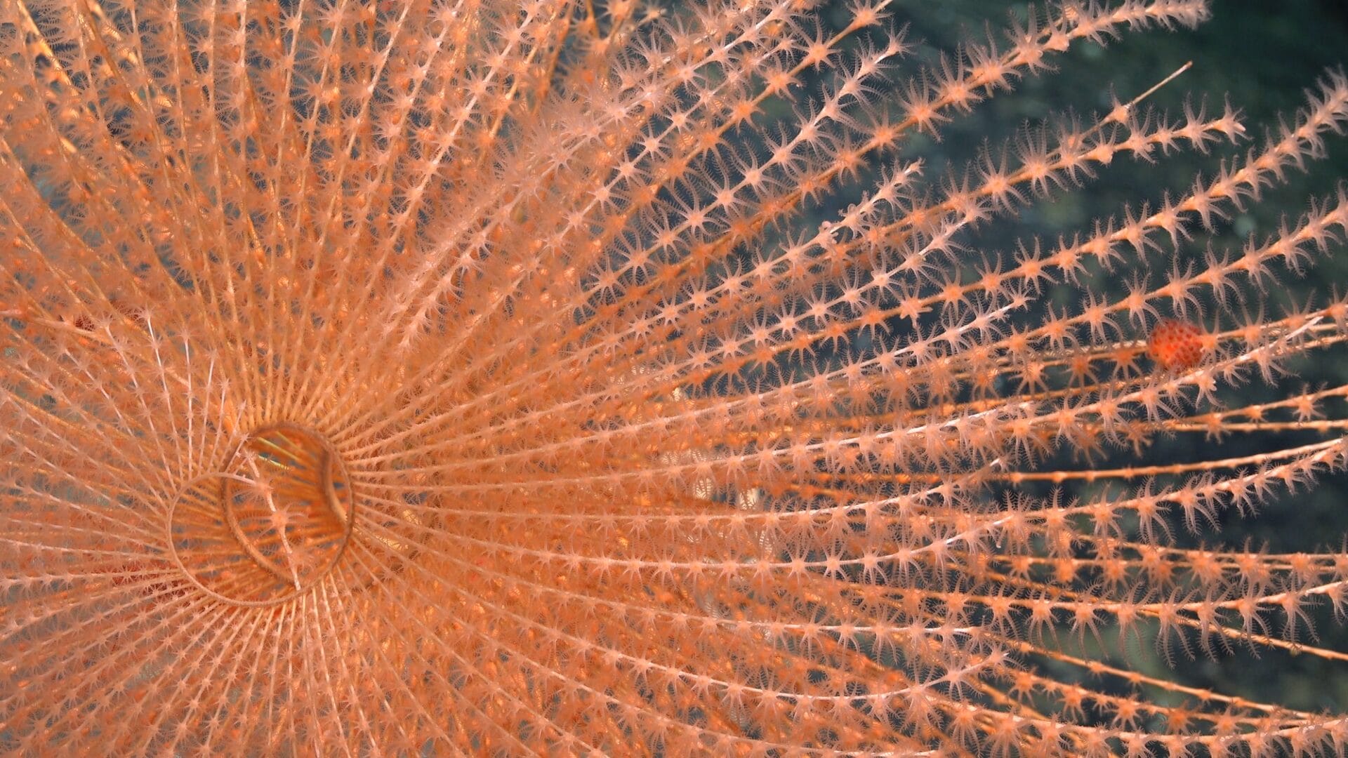 a delicate coral that appears in soft layers 