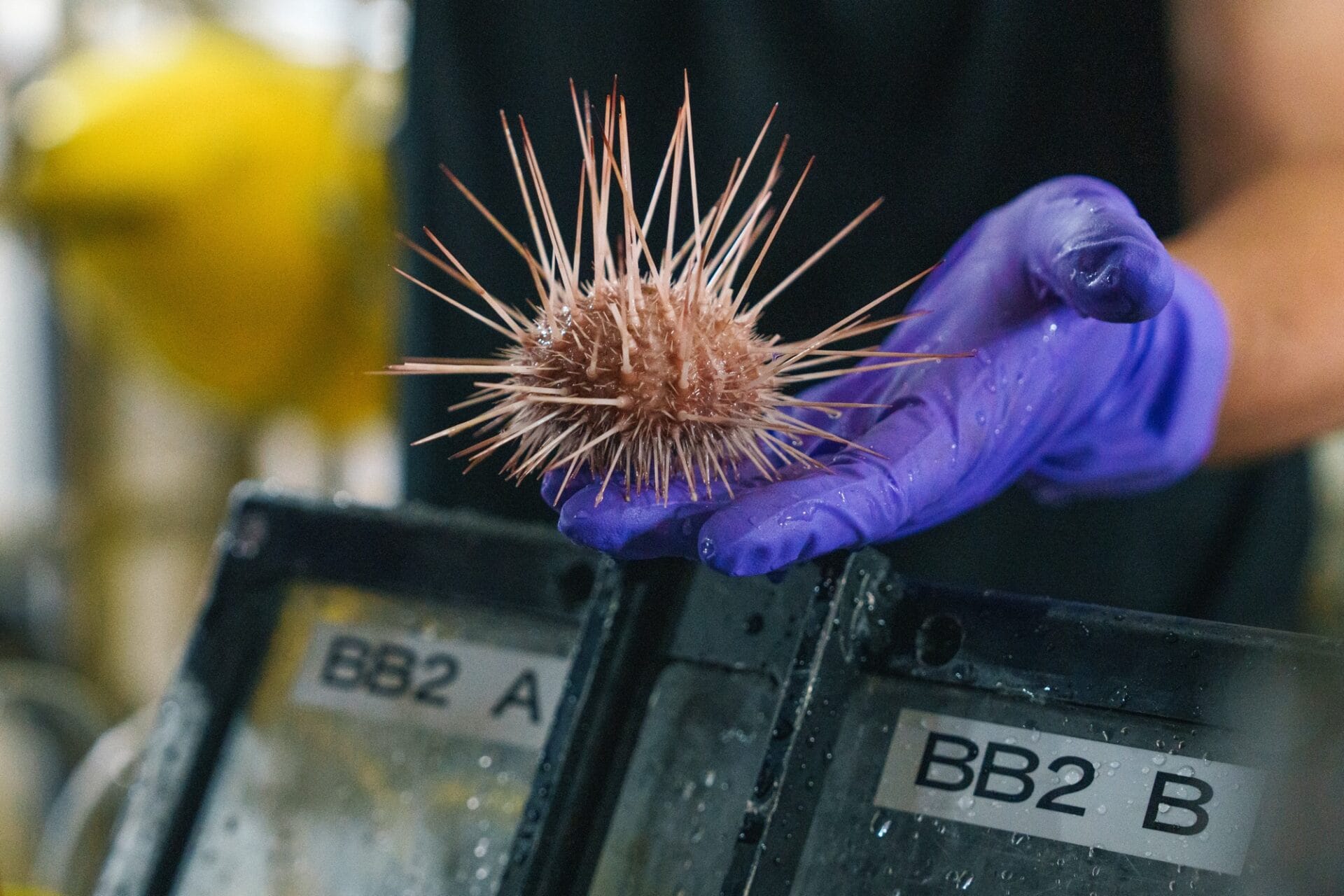 a gloved hand holds a spiny sea urchin