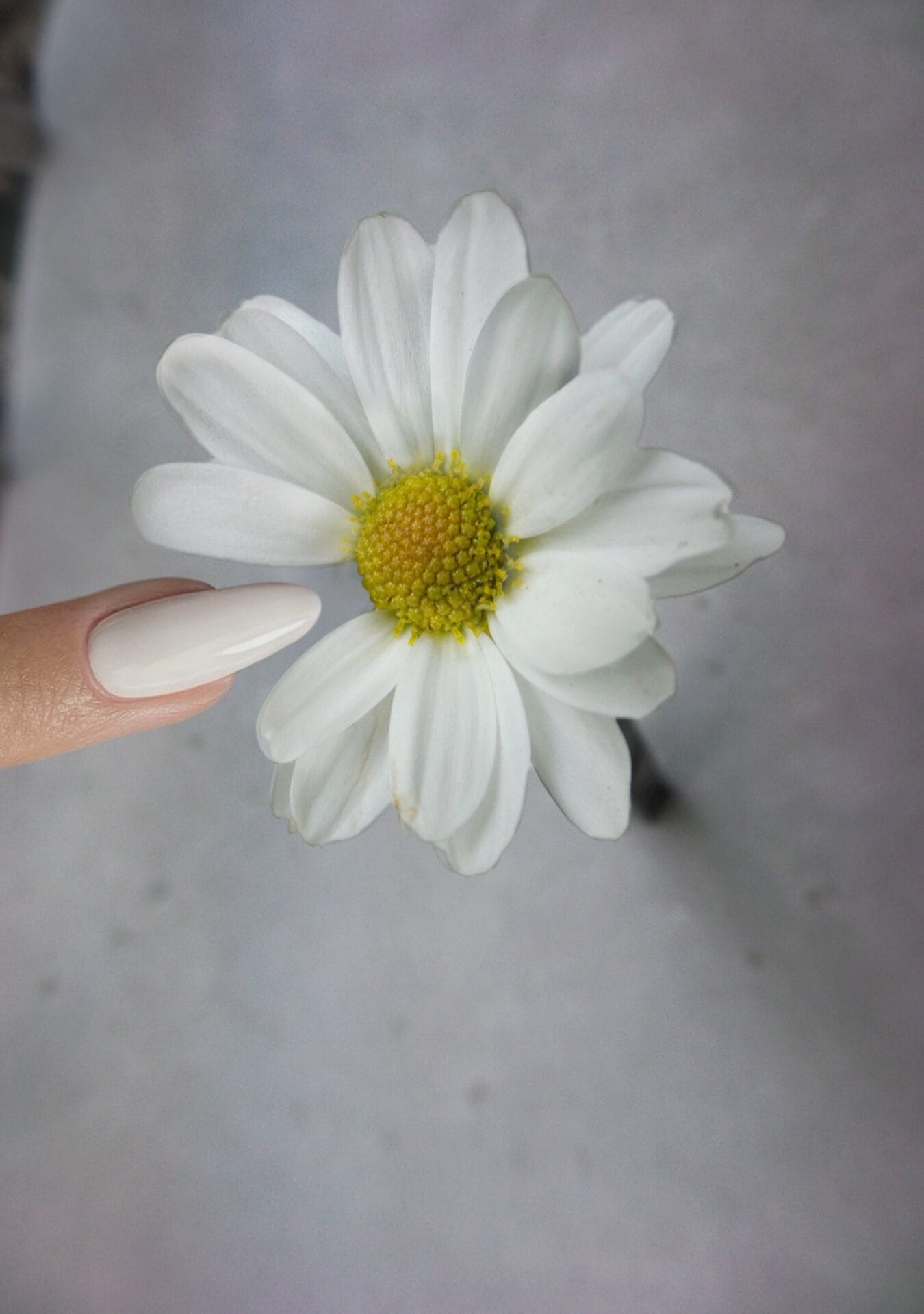 a daisy with a missing petal, which is replaced by a woman's long, white fingernail that resembles the shape of a petal