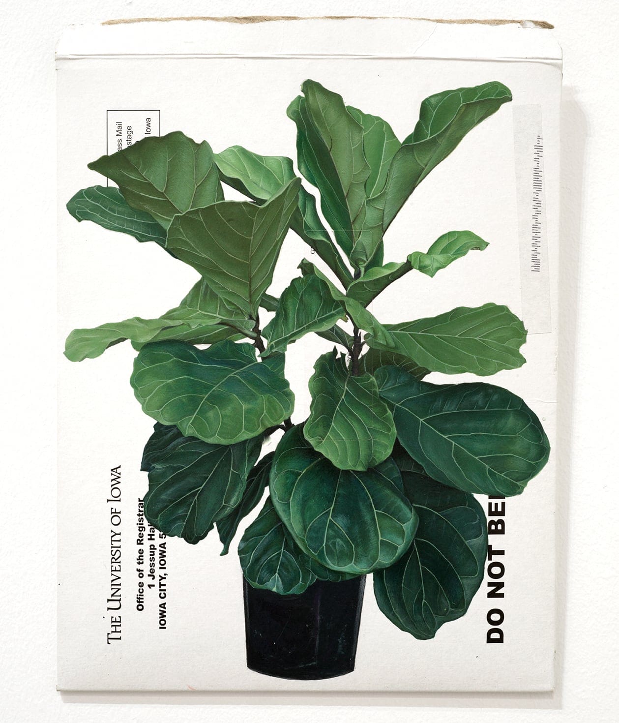 a white cardboard mailer with a leafy plant in a small black pot