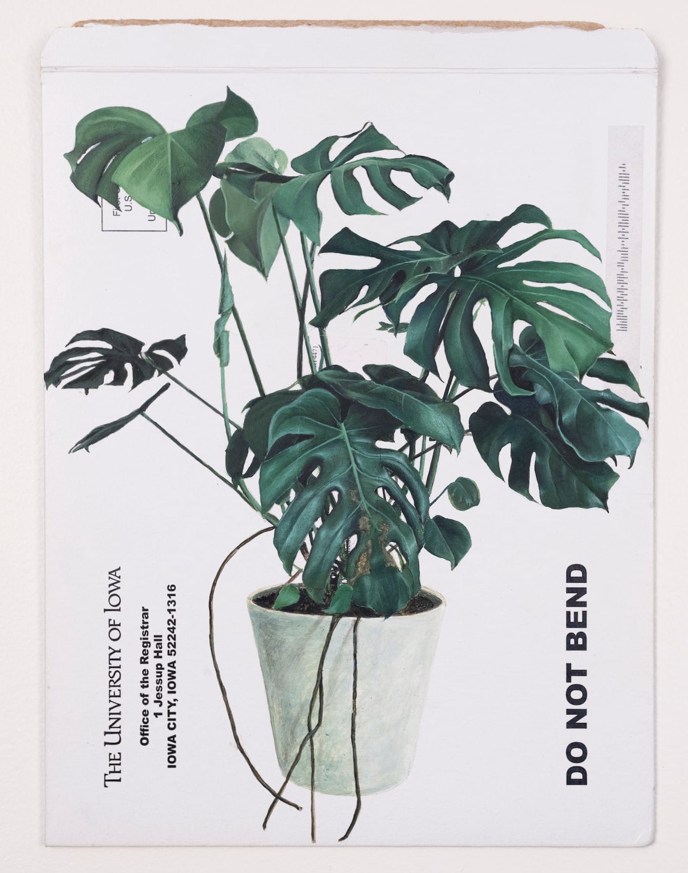 a white cardboard mailer with a monstera in a white pot