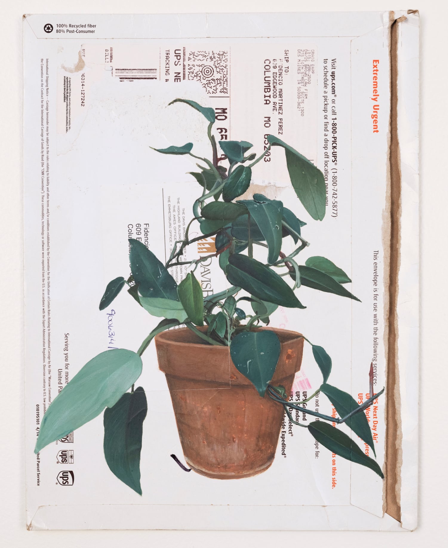 a white cardboard mailer with a plant in a terracotta pot
