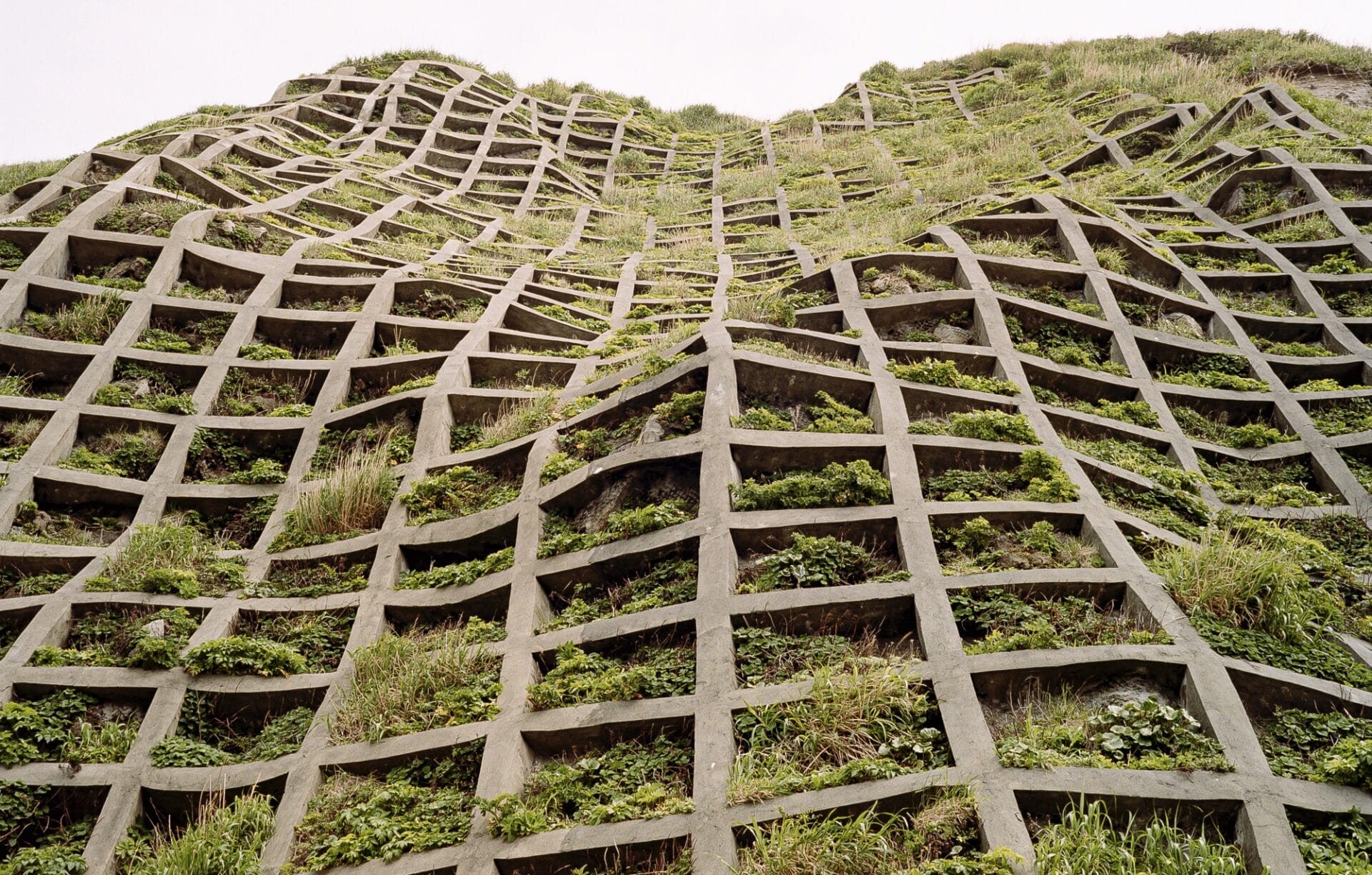 an undulating architectural gridded wall, viewed looking straight up, with pockets of greenery in each square
