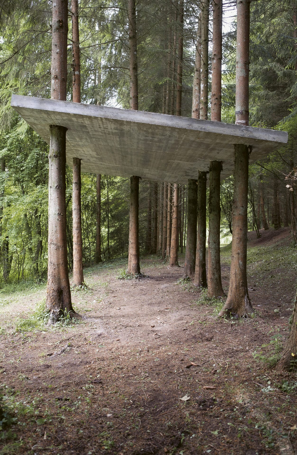 a group of trees with a concrete slab cast onto their trunks to create a shelter