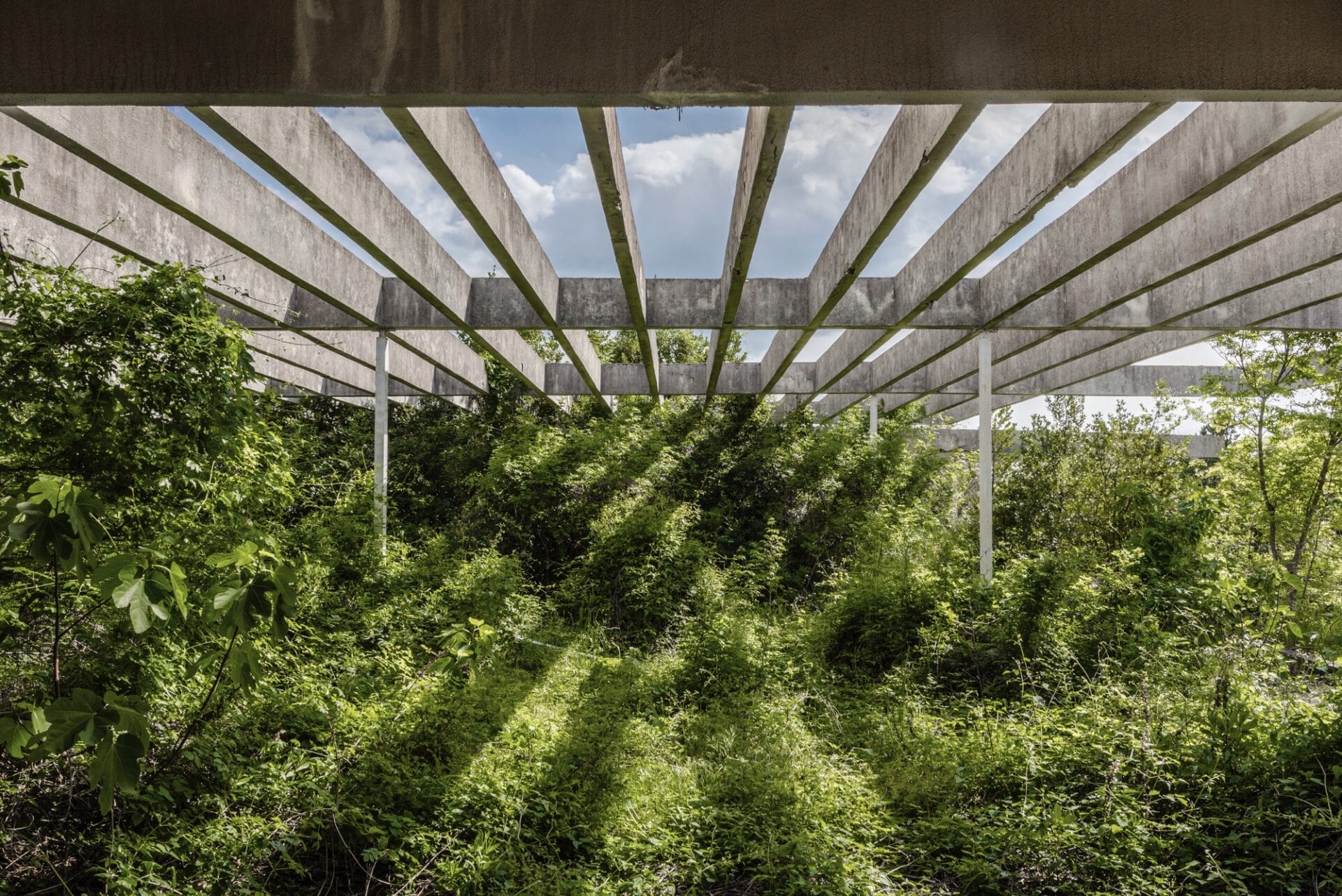lush greenery underneath an open concrete screen held up by pillars