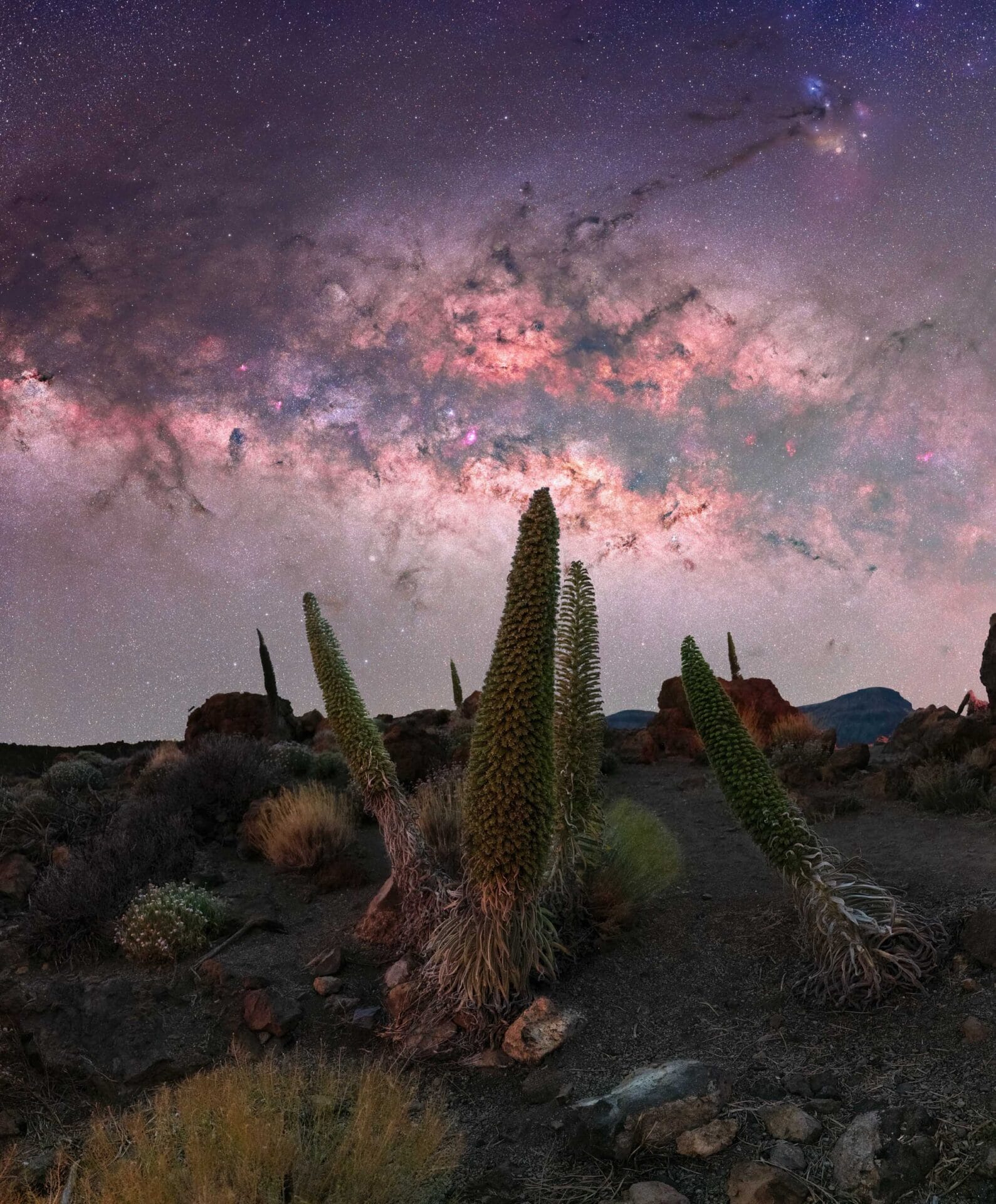 the brilliant star studded milky way above a desert with cacti