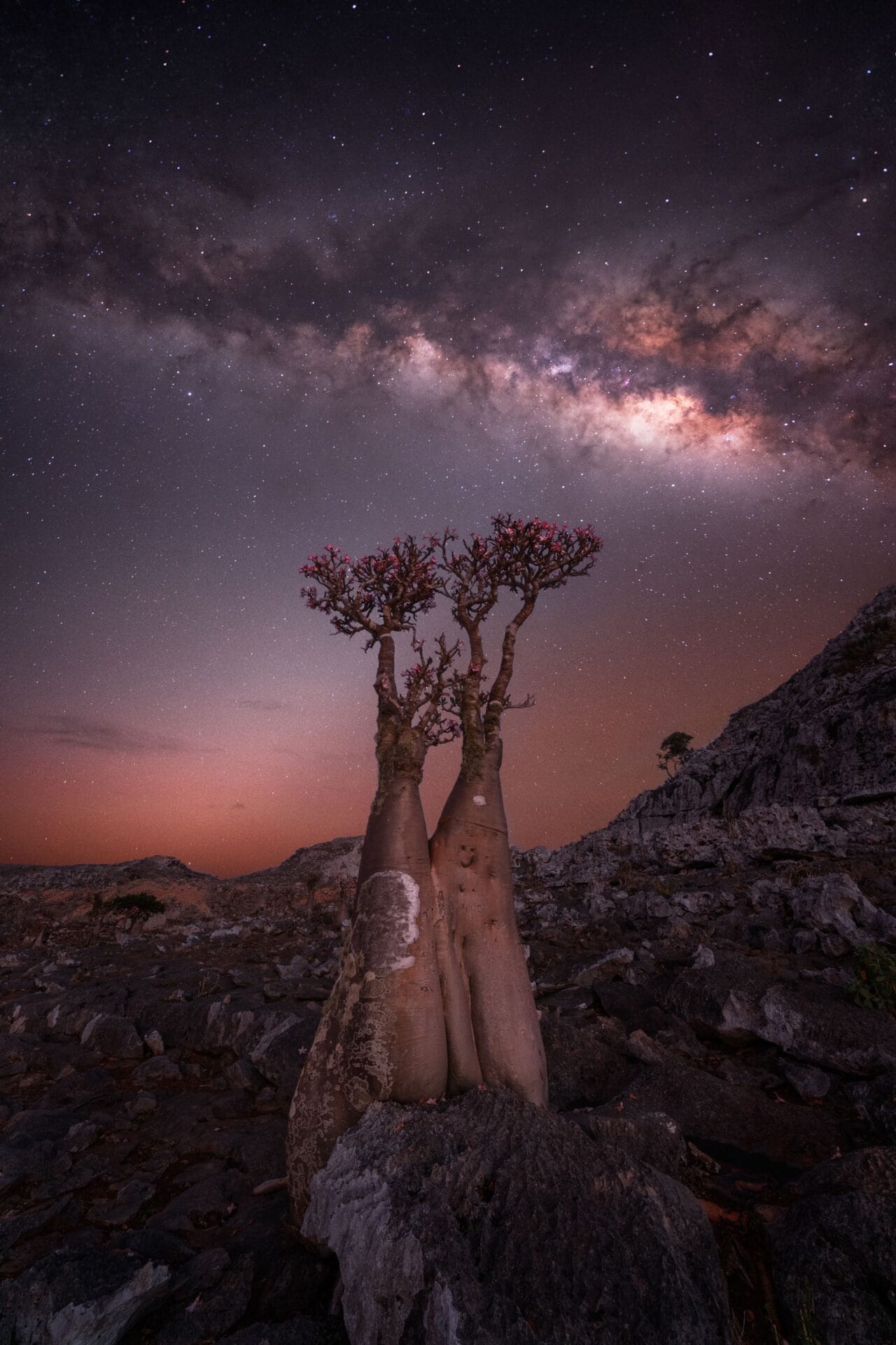 the brilliant star studded milky way above a craggy landscape with a single baobab tree