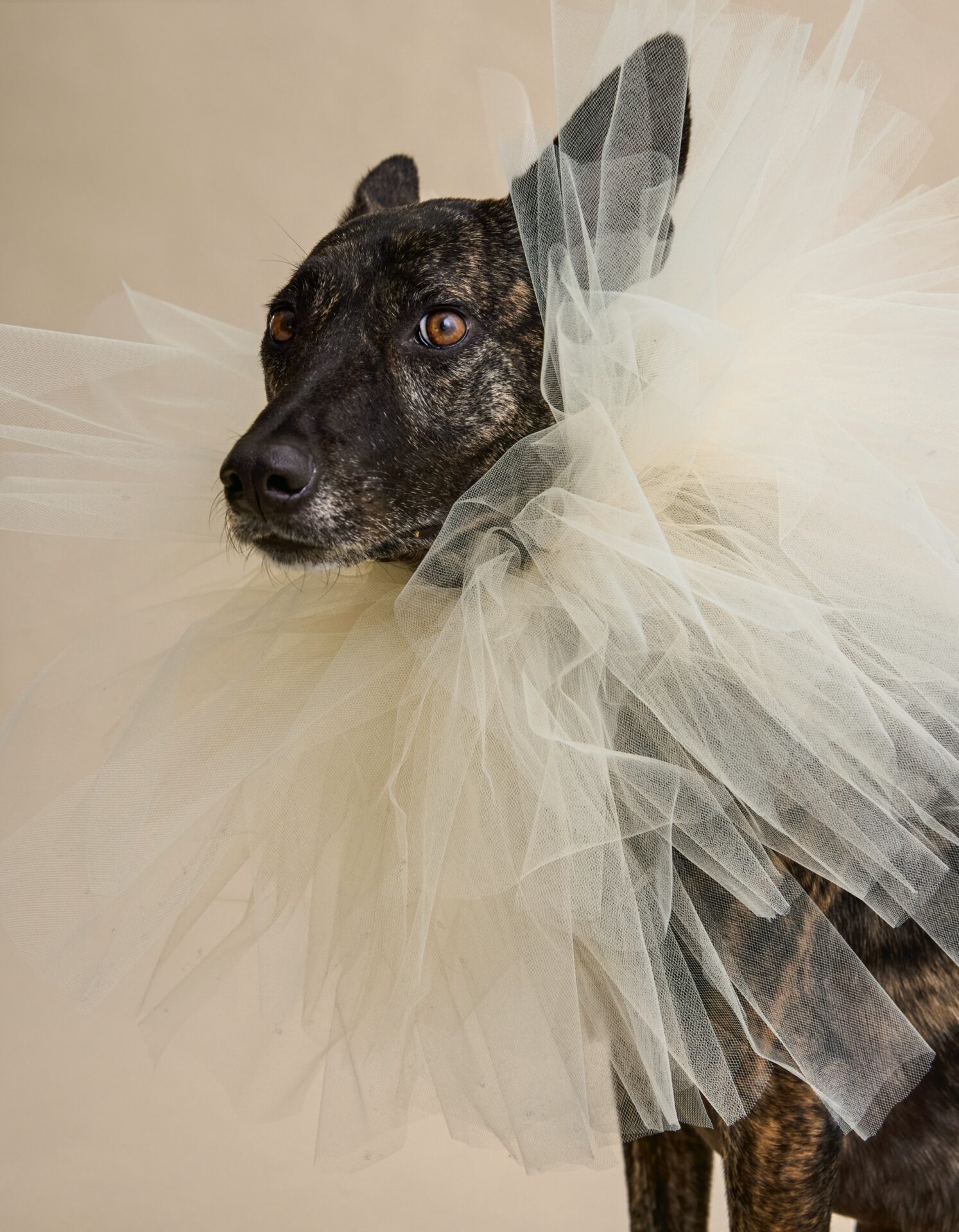 a brown and black dog wearing a white tulle collar