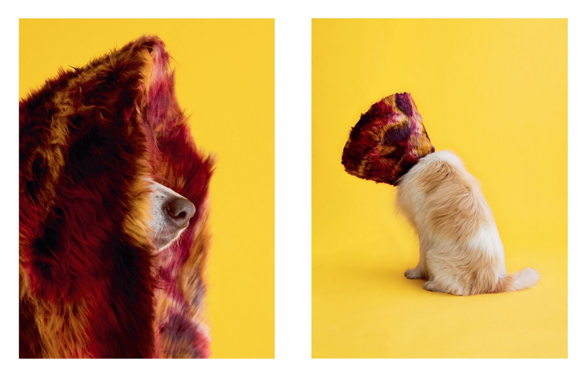 an open book spread with two images of a yellow dog wearing a lush red fur collar
