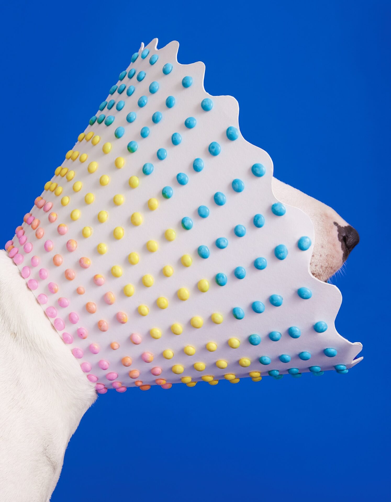 colorful dots cover a white cone worn by a dog with just its nose sticking out. the photo is on a bright blue background