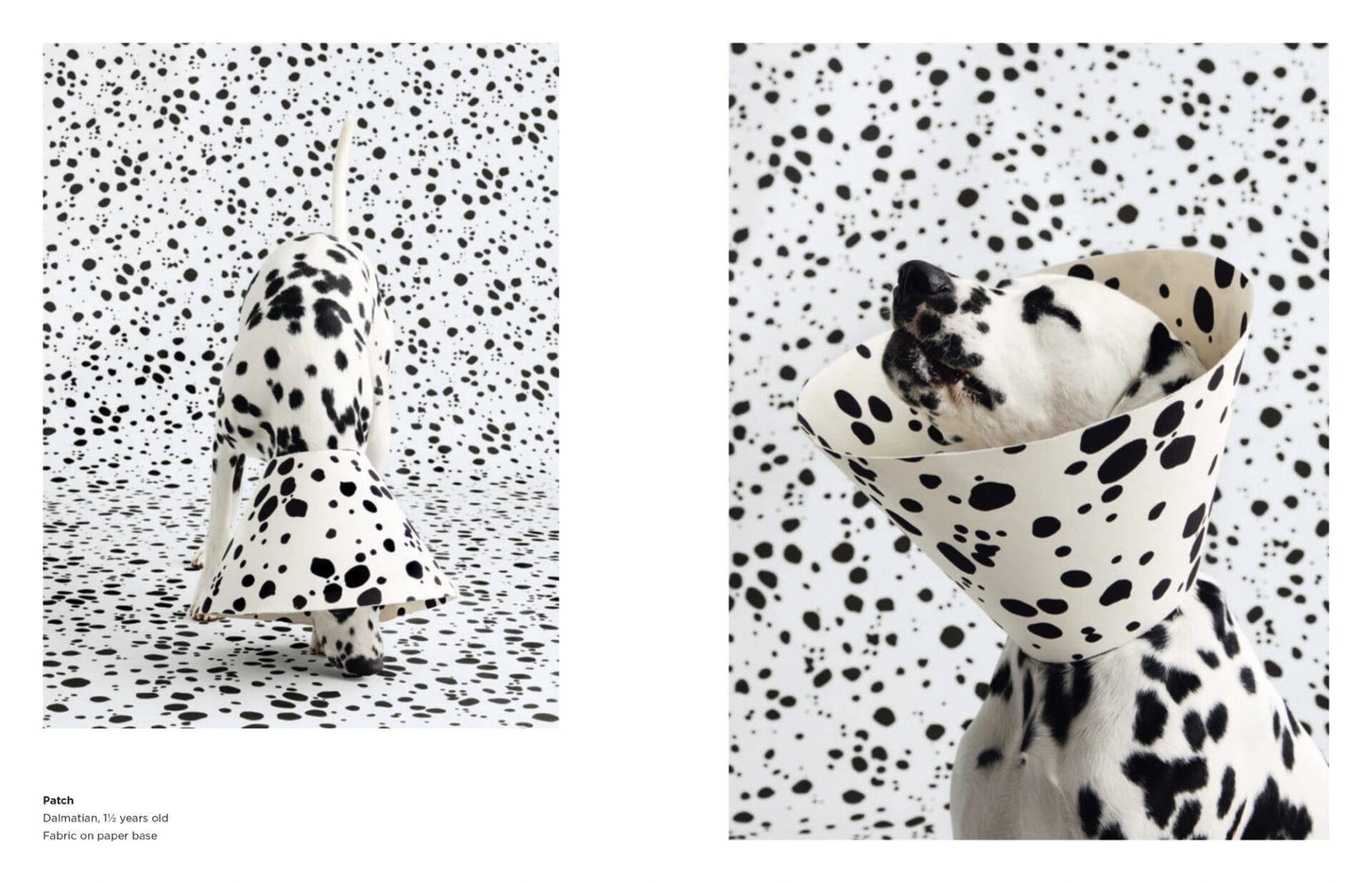 an open book spread of a Dalmatian wearing a speckled cone amid a backdrop of dots