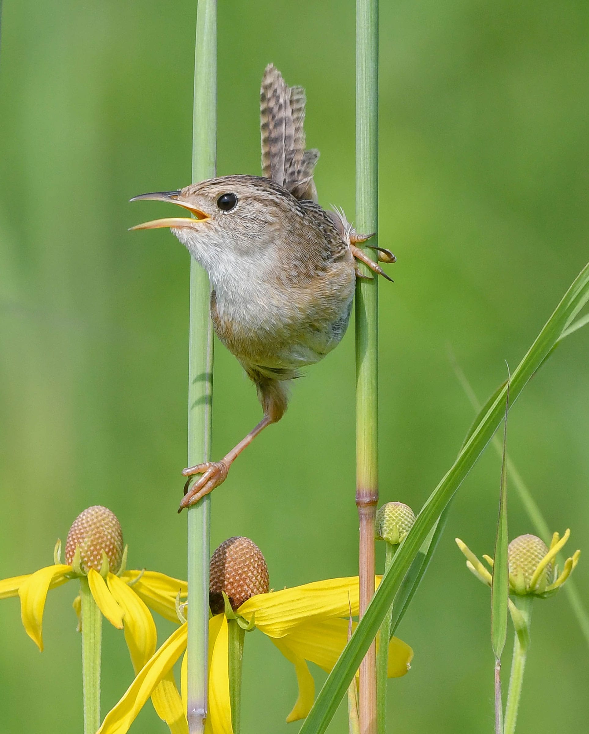 A tiny russet brown Sedge Wren grasps two long, parallel stems as if they were stilts. The bird’s head looks to the left of the frame. Green grasses surround the bird, and yellow flowers are at the bottom of the image.