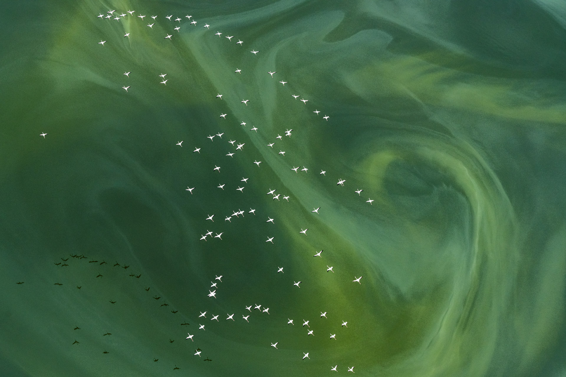 small birds fly above a swirling green expanse