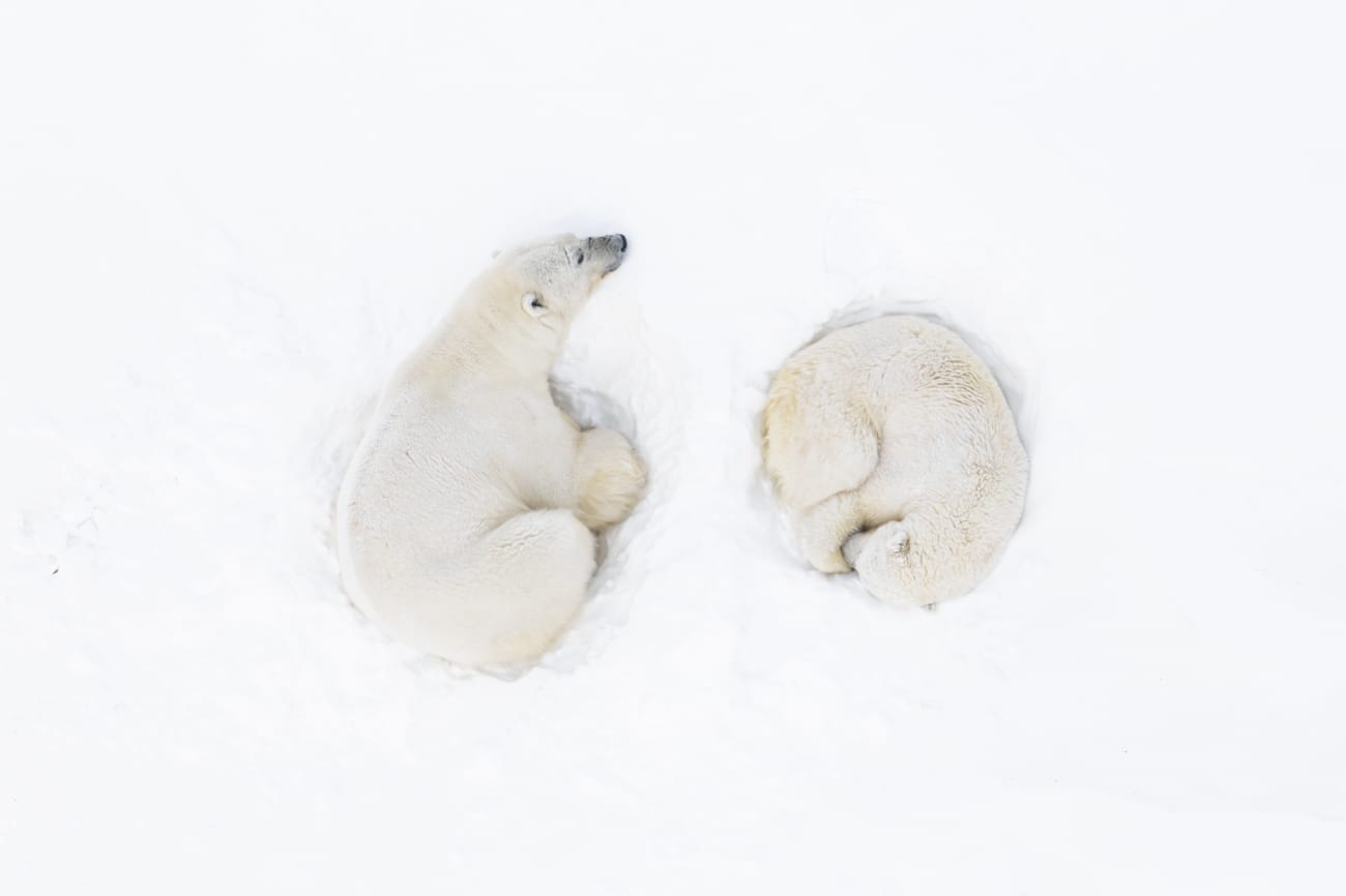 two polar bears curl up in the ice